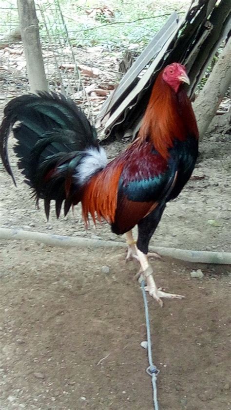 texas manok panabong for sale philippines|Shop manok for Sale on Shopee Philippines.